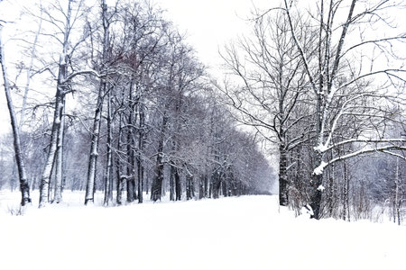 snow-covered alley with tall trees in winter in snowfall
