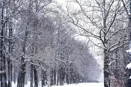 snow-covered alley with tall trees in winter in snowfall