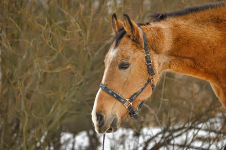 brown horse in winter in a paddock in the forest