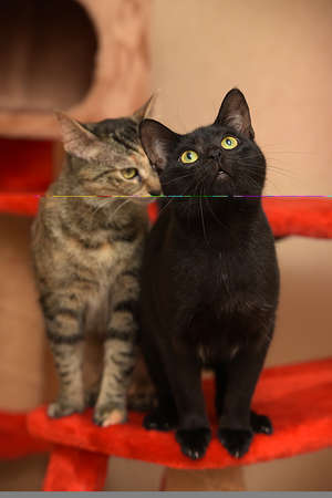 two cats side by side close up
