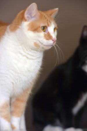 red and white beautiful plump cat close up