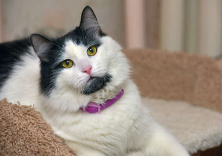 beautiful fluffy black and white cat with yellow eyes portraitの写真素材