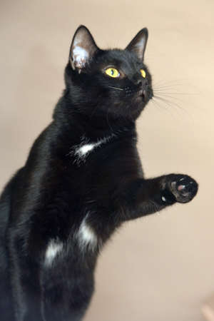 beautiful black and white european shorthair cat with yellow eyesの写真素材
