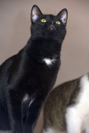 beautiful black and white european shorthair cat with yellow eyesの写真素材