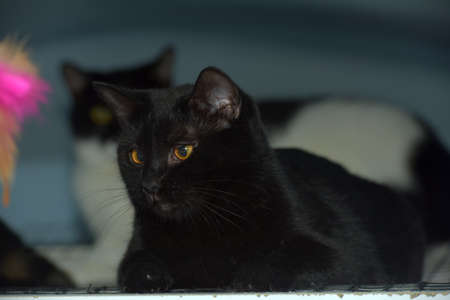 black shorthaired cat with yellow eyes close upの写真素材