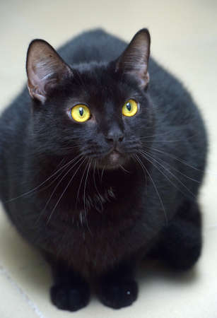 black shorthaired cat with yellow eyes close upの写真素材