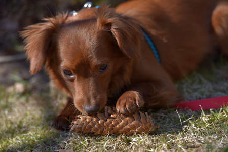 Small ginger dog of the Nevskaya Orchid breed for a walkの写真素材