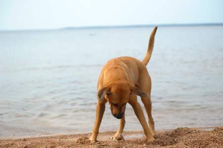 happy dog playing in the lake in the summer