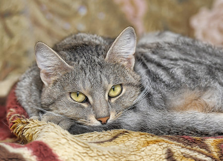 Domestic tabby cat lying inside on a blanket staring at the camera in a close up cropped view