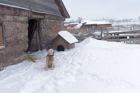dog in winter on a chain outside in the snow