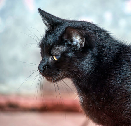 black old 20 year old cat close upの写真素材