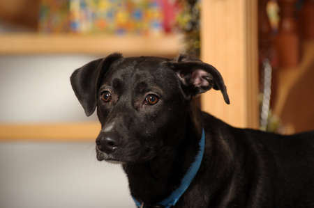 black shorthaired mongrel dog in studio close upの写真素材
