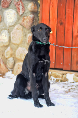 black mongrel dog mongrel outdoors in winter on a leashの写真素材