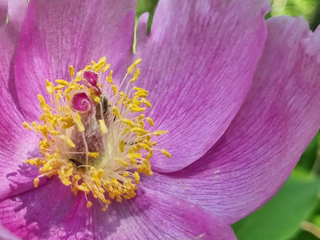 Pink crimean peony (Paeonia daurica) in the forest. Yalta, Crimea