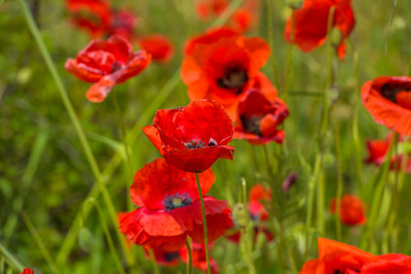 Sunny red poppy flowers among green grass background.の写真素材