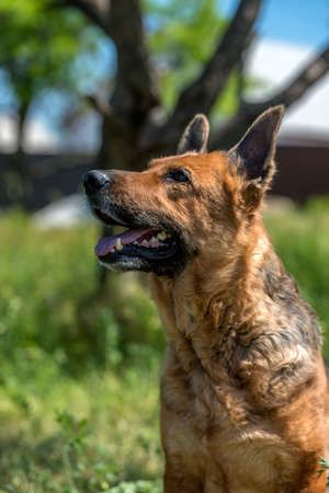 old german shepherd in summer among green grassの写真素材