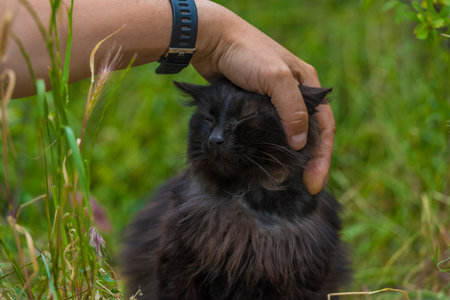 black cat outdoors on green grass in summer close up