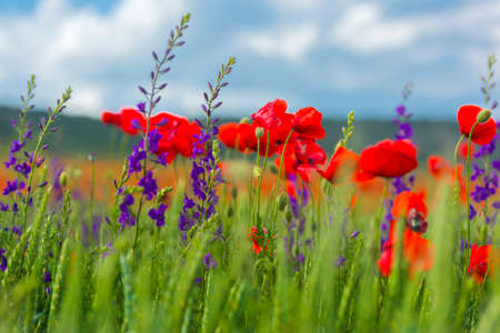 field with red poppies and purple flowers in springの写真素材