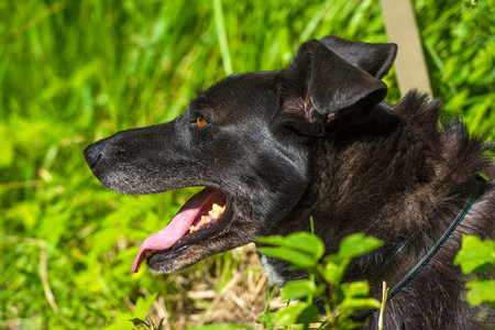 large black dog mongrel on a leash in summerの写真素材