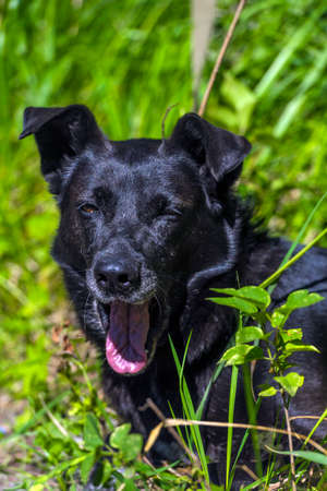 large black dog mongrel on a leash in summerの写真素材