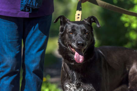 large black dog mongrel on a leash in summerの写真素材