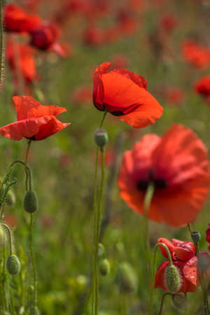 red poppies among the green grass in the summer in the fieldの写真素材