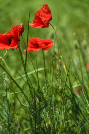 red poppies among the green grass in the summer in the fieldの写真素材
