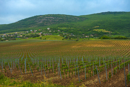 Vineyard in the middle of the most famous wine region of Crimea. Grape plantation in the mountains