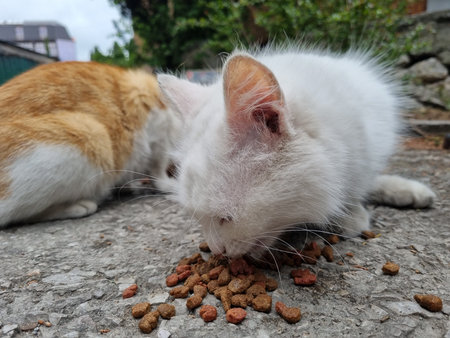 unhappy white hungry stray cat eating on the street