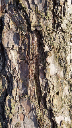 Texture Bark of Pine Tree close up