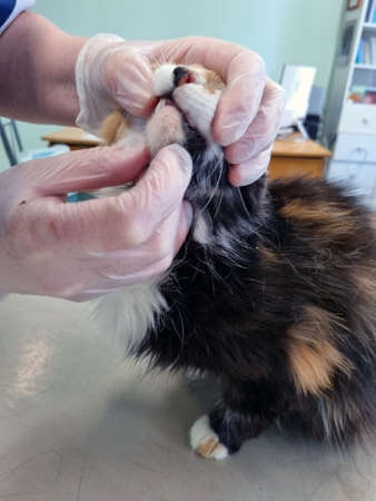 a cat being examined by a veterinarian in a veterinary clinicの写真素材
