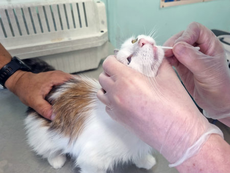 a cat being examined by a veterinarian in a veterinary clinic, taking PCR tests for infection