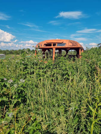 old bus collapsed among tall grass in summerの写真素材