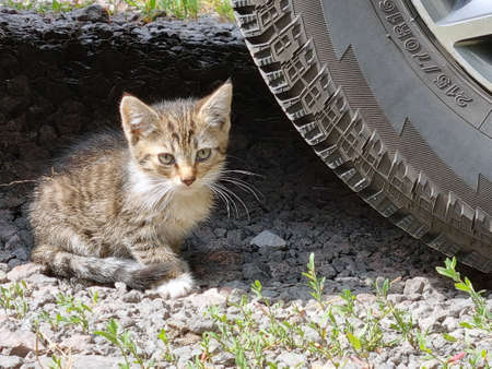 small striped stray kitten at the wheels of a carの写真素材