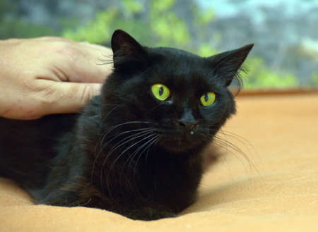 black fluffy cat with green eyes close upの写真素材