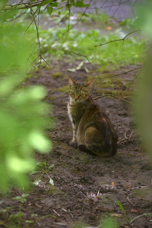 pregnant striped domestic cat in the summer among the grass