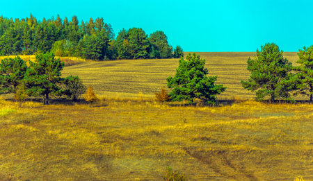 Autumn landscape. Yellow fields with trees and blue sky.の写真素材