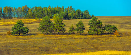 Autumn landscape. Yellow fields with trees and blue sky.の写真素材