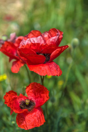 Red poppy flowers in the field in May