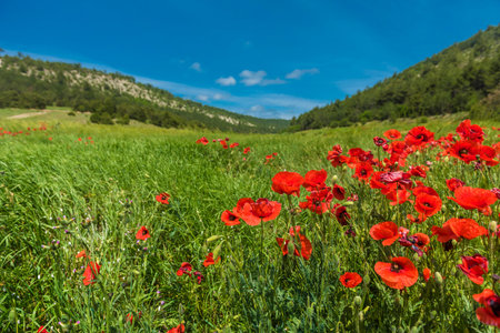 Red poppy flowers in the field in May