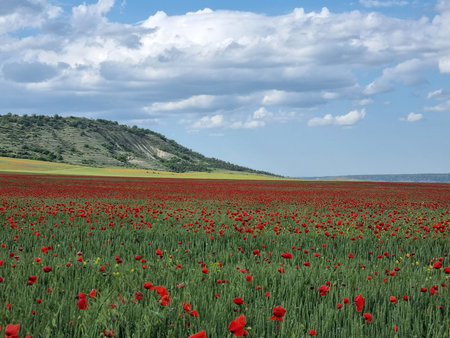 poppy field at the foot of the hill in May in Crimea