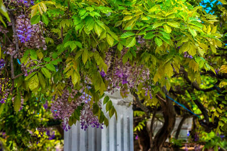blooming wisteria on tree branches in Mayの写真素材