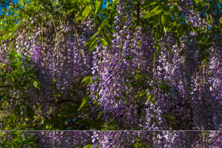 blooming wisteria on tree branches in Mayの写真素材