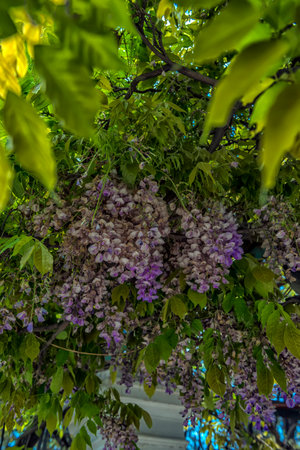 blooming wisteria on tree branches in Mayの写真素材