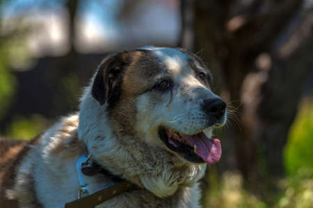 big red and white mongrel dog on the lawn with green grassの写真素材