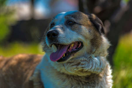 big red and white mongrel dog on the lawn with green grassの写真素材