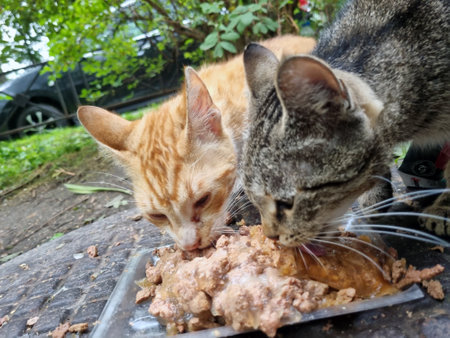 hungry stray cats eat food on the streetの写真素材