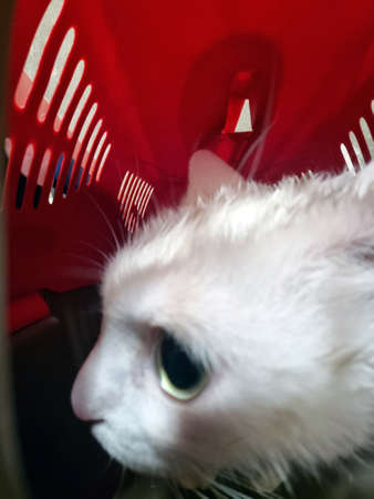 unhappy scared cat in pet carrier close upの写真素材