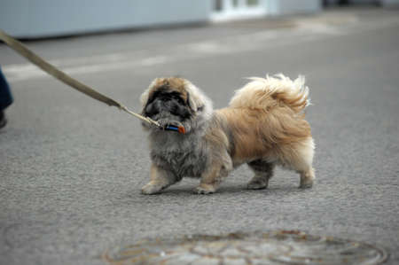 Pekingese on a leash for a walkclose upの写真素材