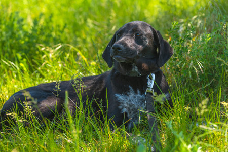black dog with hanging ears, mongrel among the grass in summer